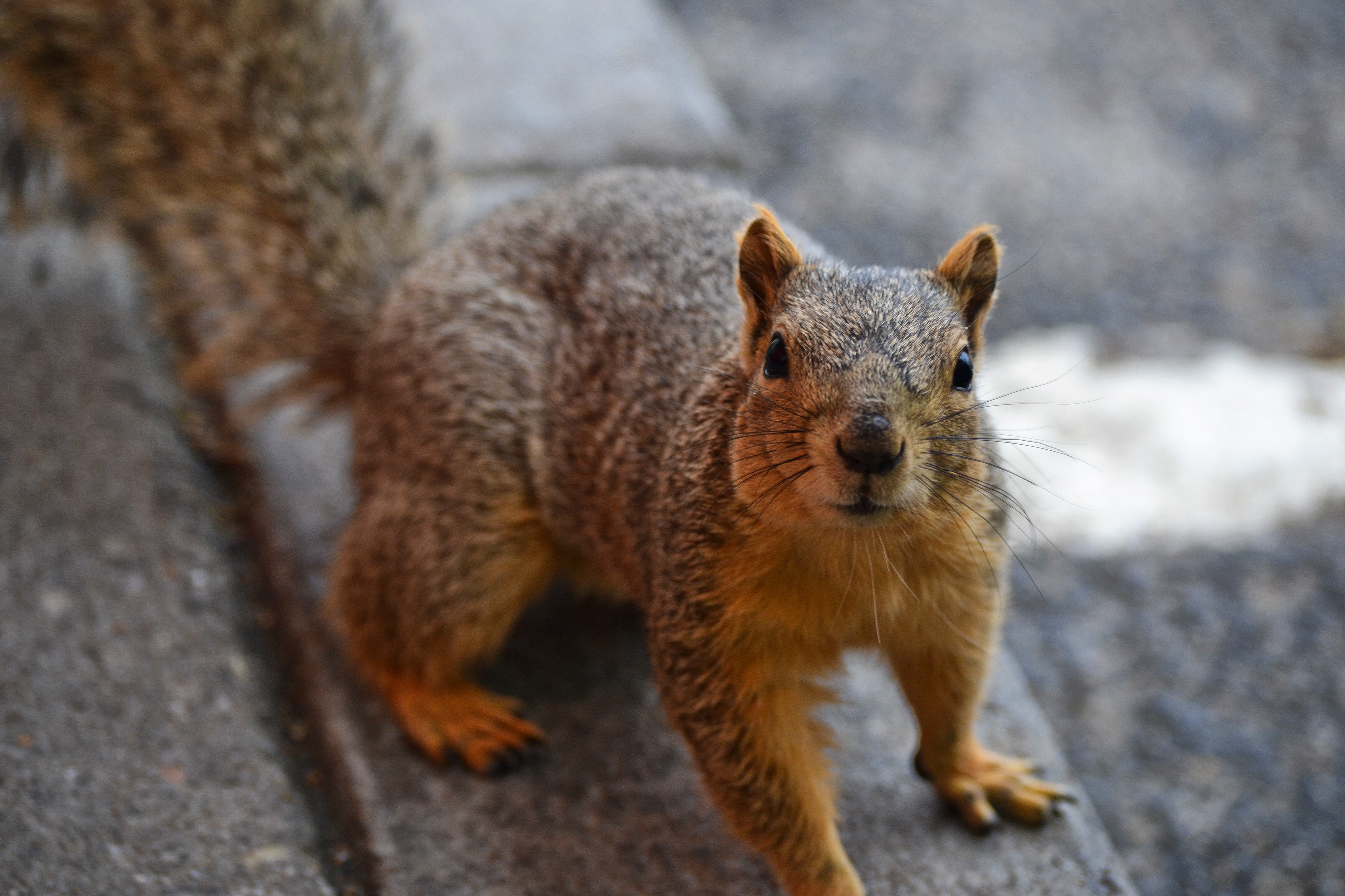 Mississippi squirrel